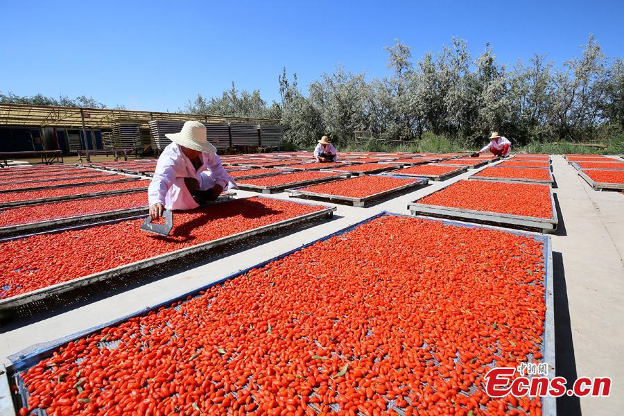 Workers air goji berries, also known as wolfberries, in Linze County, Zhangye City, Guansu Province, July 9, 2018, as the harvest season begins. (Photo: China News Service/Zhang Yuan)