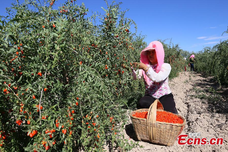 A woman picks goji berries, also known as wolfberries, in Linze County, Zhangye City, Guansu Province, July 9, 2018, as the harvest season begins. (Photo: China News Service/Zhang Yuan)