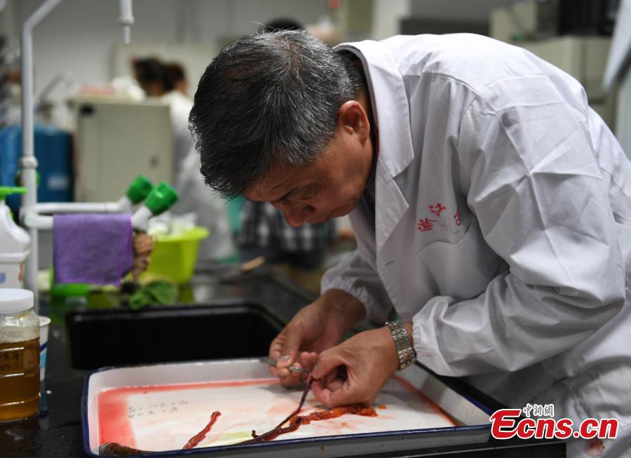 A researcher studies a rice field eel to check rumors about food safety in Hangzhou City, East China’s Zhejiang Province, July 10, 2018. Zhejiang University and Hangzhou City Market Supervision Bureau launched the test to inform the public about rumors such as using plasticizing agents in noodles, fake bouncing eggs and use of contraceptive pills in rice field eel farming. (Photo: China News Service/Wang Gang)