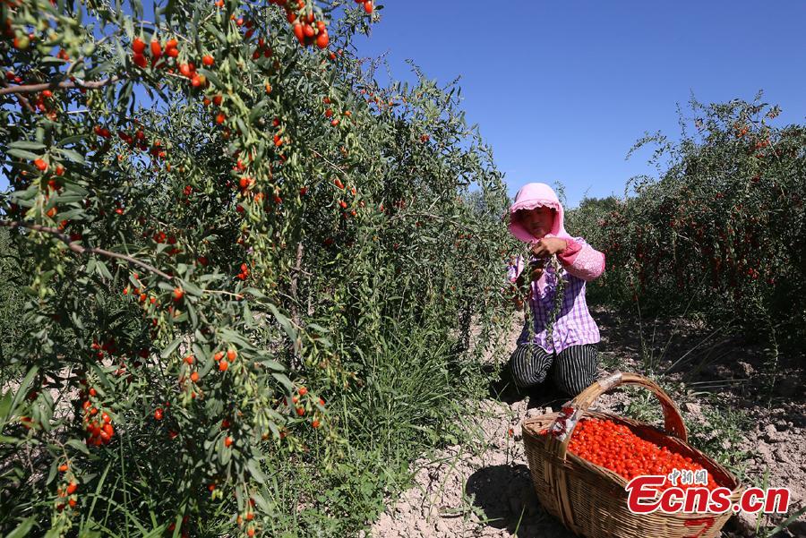 A woman carries goji berries, also known as wolfberries, in Linze County, Zhangye City, Guansu Province, July 9, 2018, as the harvest season begins. (Photo: China News Service/Zhang Yuan)
