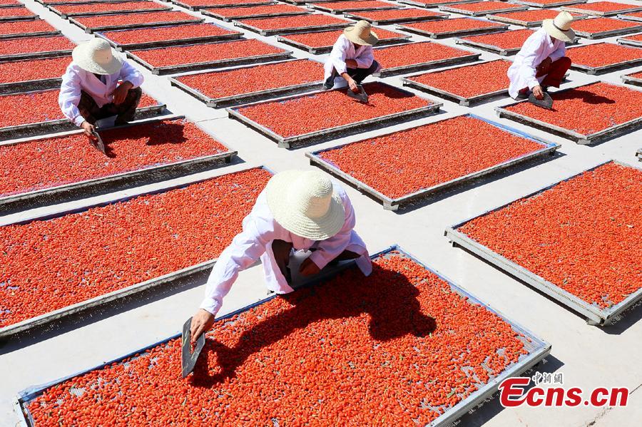Workers air goji berries, also known as wolfberries, in Linze County, Zhangye City, Guansu Province, July 9, 2018, as the harvest season begins. (Photo: China News Service/Zhang Yuan)