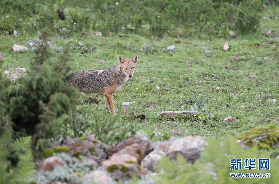A Chinese expedition team has captured clear images of what observers believe is a Golden Jackal. The Golden Jackal is a fox-like animal thought to be living in the southern Himalayan Mountain Range in the south of Tibet. (Photo/Xinhua)