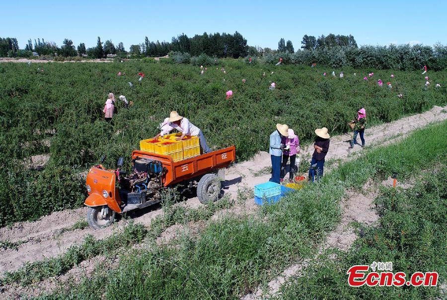 Workers pick goji berries, also known as wolfberries, in Linze County, Zhangye City, Guansu Province, July 9, 2018, as the harvest season begins. (Photo: China News Service/Zhang Yuan)