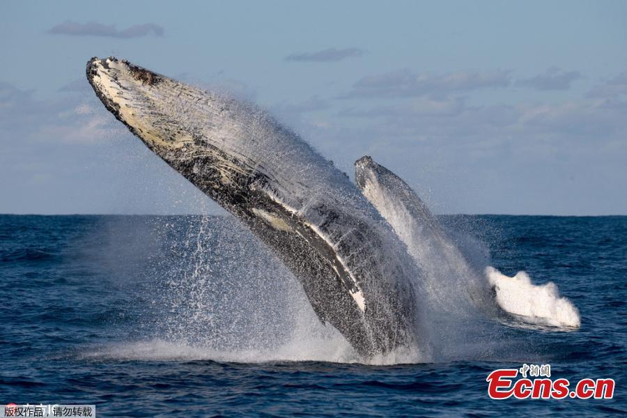 Wildlife photographer John Goodridge has captured the breathtaking moment two mammoth 40-tonne humpback whales leapt out of the water in an incredible display of \
