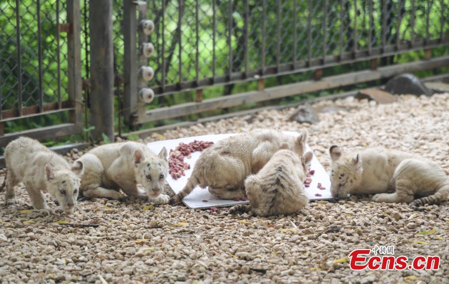 A party is held to celebrate 100 days since the birth of rare White Bengal tiger quintuplets at Wild World in Jinan City, East China’s Shandong Province, July 10, 2018. (Photo: China News Service/Zhang Yong)