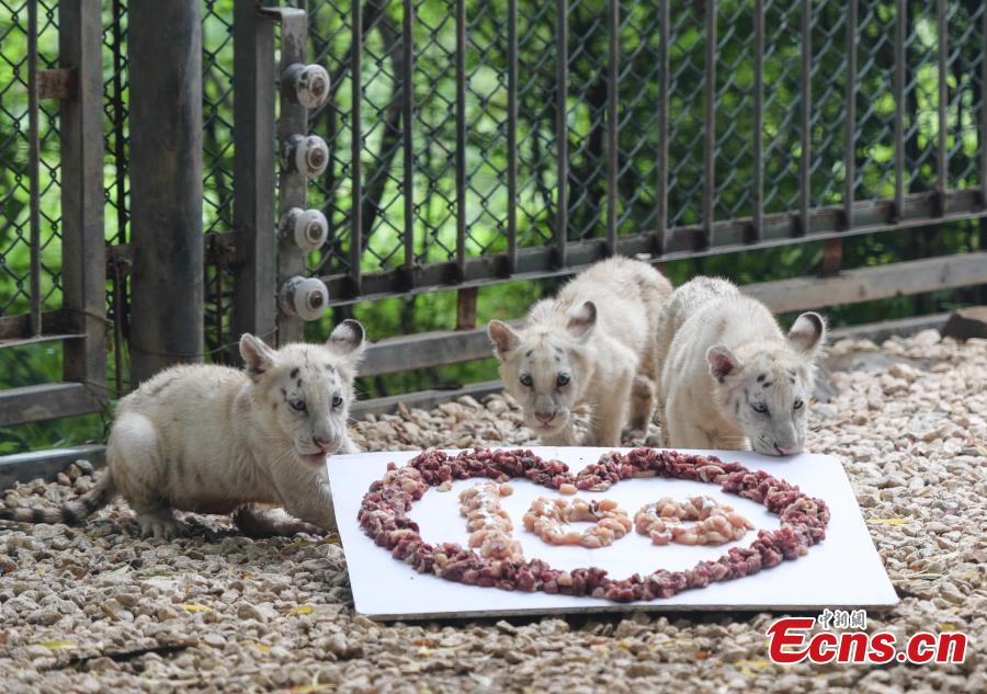 A party is held to celebrate 100 days since the birth of rare White Bengal tiger quintuplets at Wild World in Jinan City, East China’s Shandong Province, July 10, 2018. (Photo: China News Service/Zhang Yong)