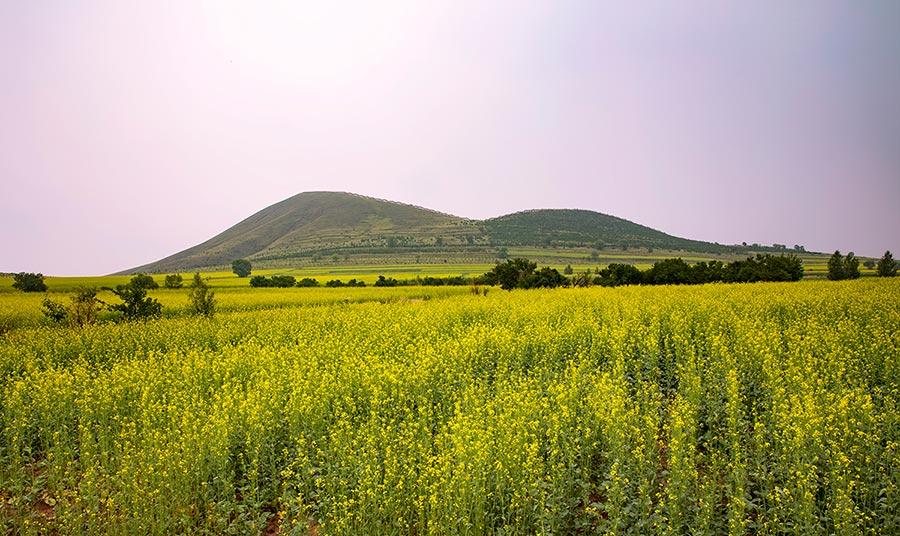 Cole flowers flourish at the feet of volcanoes in Datong, North China\'s Shanxi Province. The sea of cole flowers and the volcanoes add radiance and beauty to one another. (Photo/China Daily)
