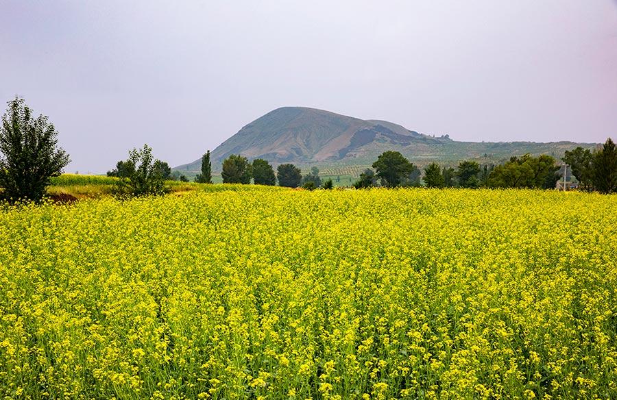 Cole flowers flourish at the feet of volcanoes in Datong, North China\'s Shanxi Province. The sea of cole flowers and the volcanoes add radiance and beauty to one another. (Photo/China Daily)
