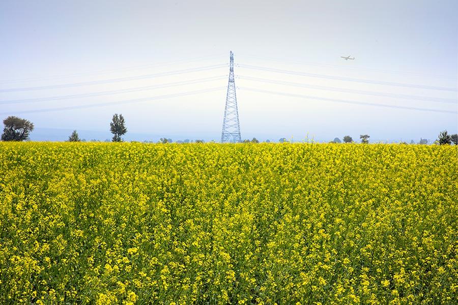 Cole flowers flourish at the feet of volcanoes in Datong, North China\'s Shanxi Province. The sea of cole flowers and the volcanoes add radiance and beauty to one another. (Photo/China Daily)