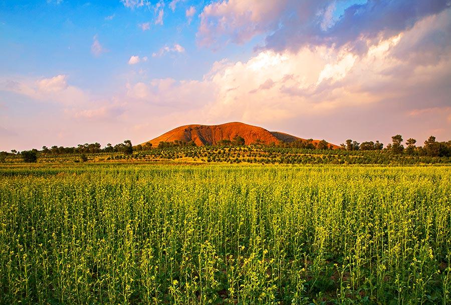 Cole flowers flourish at the feet of volcanoes in Datong, North China\'s Shanxi Province. The sea of cole flowers and the volcanoes add radiance and beauty to one another. (Photo/China Daily)