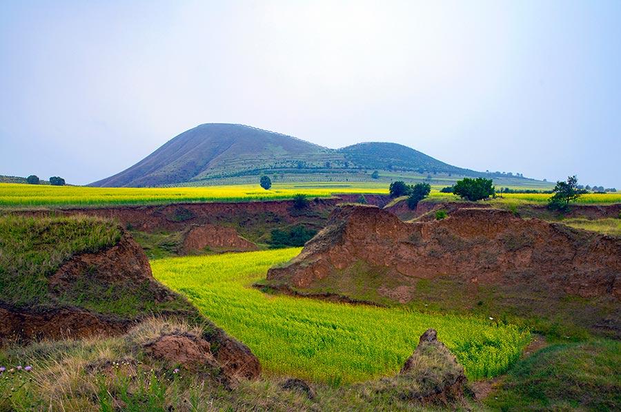 Cole flowers flourish at the feet of volcanoes in Datong, North China\'s Shanxi Province. The sea of cole flowers and the volcanoes add radiance and beauty to one another. (Photo/China Daily)