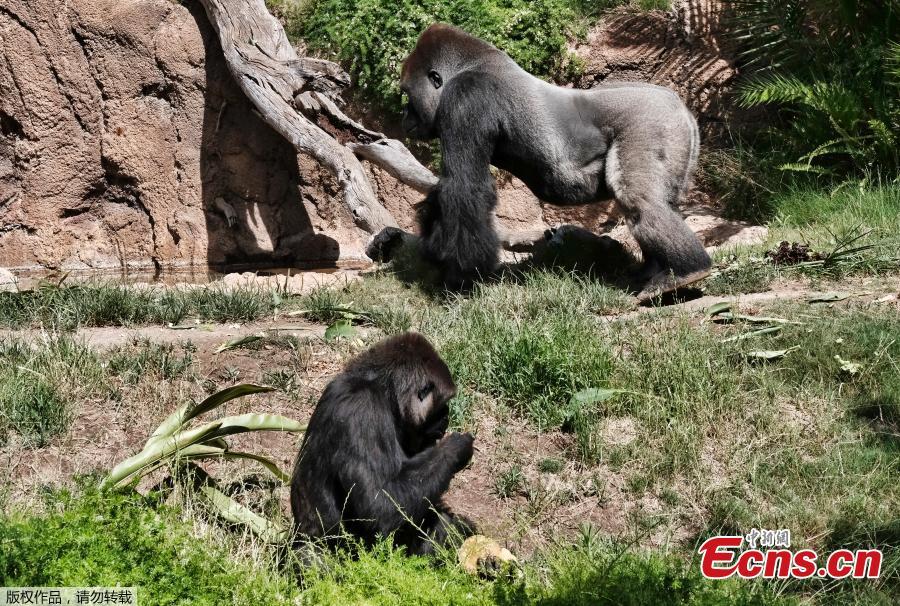 Kelly, top, a silverback gorilla, walks past Ndjia as she takes an ice treat during her debut at the Los Angeles Zoo on Thursday, July 12, 2018. Ndjia, was brought from the San Diego Zoo on May 9, 2018, to be paired with the Los Angeles Zoo\'s male Kelly, under a program that breeds western lowland gorillas, a species considered critically endangered in the wild. (Photo/Agencies)