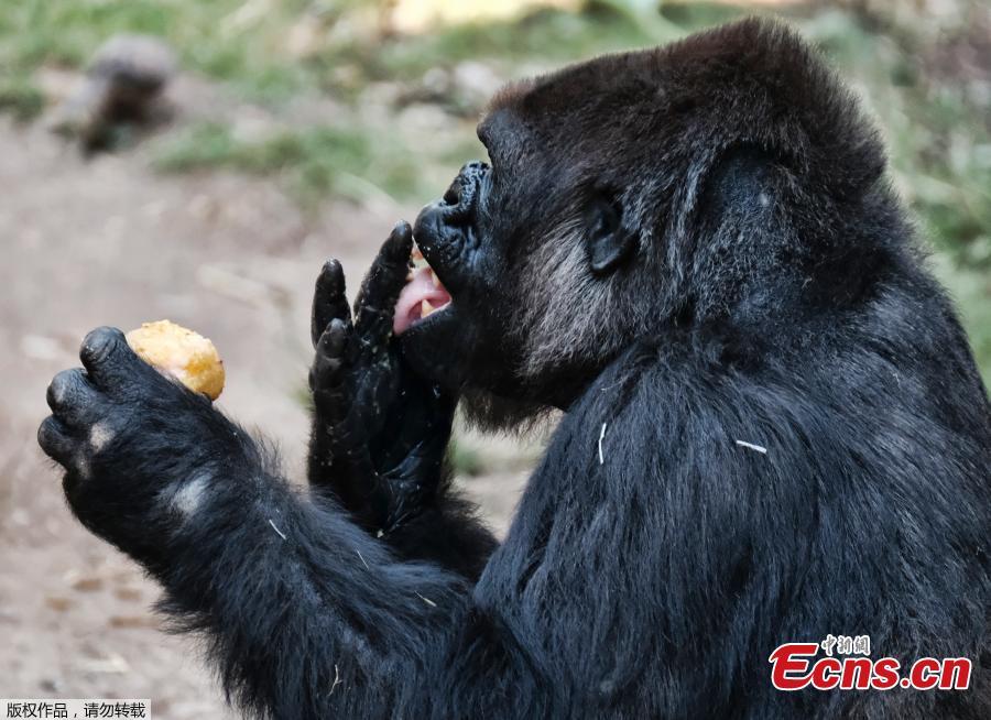 A female western lowland gorilla named Ndjia takes a morning ice treat during her debut at the Los Angeles Zoo on Thursday, July 12, 2018. She was brought from the San Diego Zoo on May 9 to be paired with the Los Angeles Zoo\'s male silverback gorilla, Kelly, under a program that breeds western lowland gorillas, a species considered critically endangered in the wild. (Photo/Agencies)