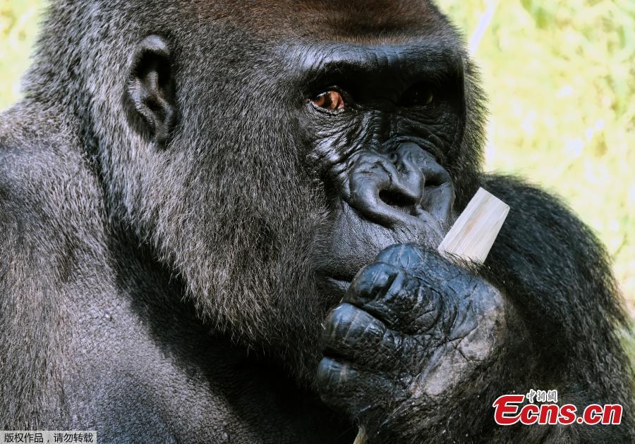 Kelly, a silverback lowland gorilla, takes his breakfast while keeping an eye out on Ndjia, a female gorilla making her debut at the Los Angeles Zoo on Thursday, July 12, 2018. Ndjia, was brought from the San Diego Zoo on May 9, 2018, to be paired with the Los Angeles Zoo\'s male Kelly, under a program that breeds western lowland gorillas, a species considered critically endangered in the wild. (Photo/Agencies)