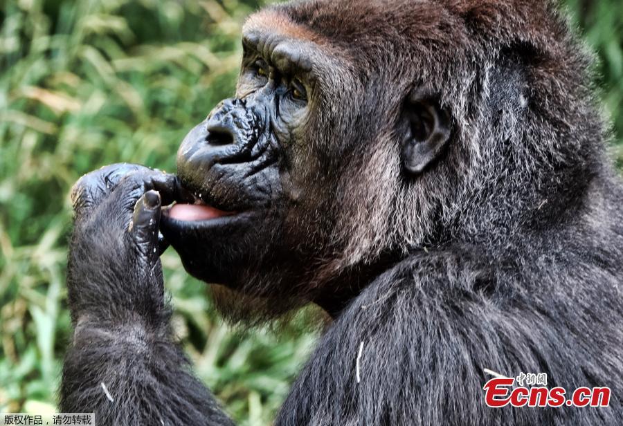 A female western lowland gorilla named Ndjia takes a morning ice treat during her debut at the Los Angeles Zoo on Thursday, July 12, 2018. She was brought from the San Diego Zoo on May 9 to be paired with the Los Angeles Zoo\'s male silverback gorilla, Kelly, under a program that breeds western lowland gorillas, a species considered critically endangered in the wild. (Photo/Agencies)
