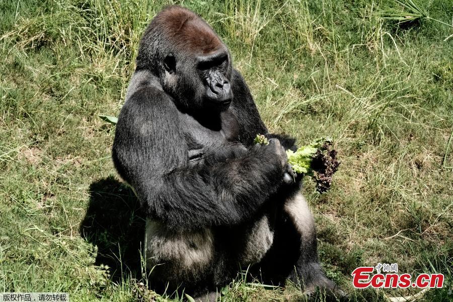 Kelly, a silverback lowland gorilla, sits in his enclosure taking breakfast while Ndjia, a 24-year-old female gorilla, not seen in photo, makes her debut at the Los Angeles Zoo on Thursday, July 12, 2018. Ndjia, was brought from the San Diego Zoo on May 9, 2018, to be paired with the Los Angeles Zoo\'s male Kelly, under a program that breeds western lowland gorillas, a species considered critically endangered in the wild. (Photo/Agencies)