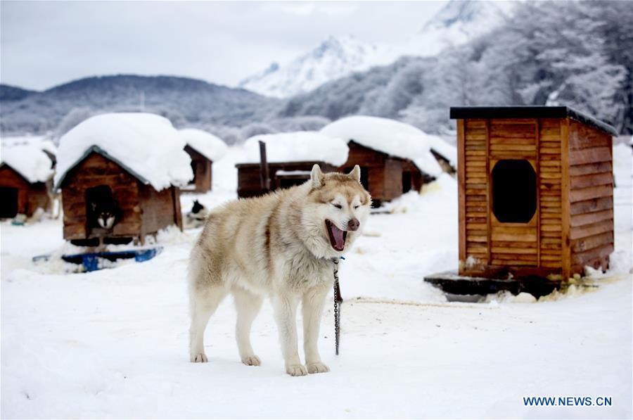 A husky is seen in the hatchery \