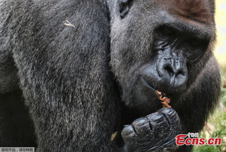 Kelly, a silverback lowland gorilla, takes his breakfast while keeping an eye out on Ndjia, a female gorilla making her debut at the Los Angeles Zoo on Thursday, July 12, 2018. Ndjia, was brought from the San Diego Zoo on May 9, 2018, to be paired with the Los Angeles Zoo\'s male Kelly, under a program that breeds western lowland gorillas, a species considered critically endangered in the wild. (Photo/Agencies)