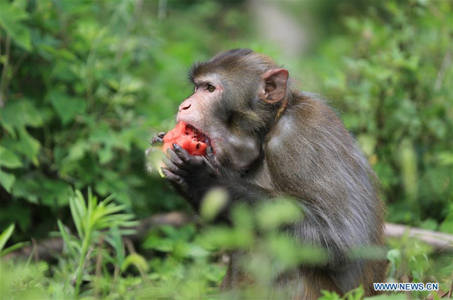 A monkey eats watermelon to cool off at a zoo in Zhuquan Village of Linyi City, east China\'s Shandong Province, July 13, 2018. Zoo authorities have taken measures to keep the animals cool in the summer around China. (Xinhua/Wang Yanbing)