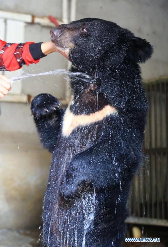 A bear takes a shower to cool off at a zoo in Zhuquan Village of Linyi City, east China\'s Shandong Province, July 13, 2018. Zoo authorities have taken measures to keep the animals cool in the summer around China. (Xinhua/Wang Yanbing)
