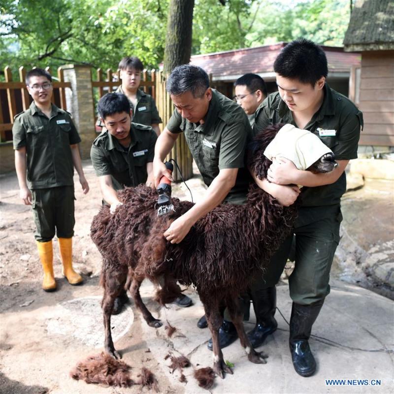 Staff members shear a llama to help it cool off from summer heat waves at Chongqing Zoo in southwest China\'s Chongqing, July 13, 2018. (Xinhua/Tang Yi)