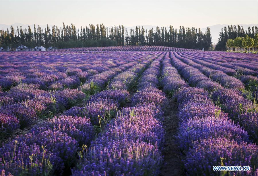 Photo taken on June 28, 2018 shows the fields of lavender in Kazak Autonomous Prefecture of Ili, northwest China\'s Xinjiang Uygur Autonomous Region. Ili is one major lavender cultivation base in China and every summer is the harvest season for the beekeepers. (Xinhua/Zhao Ge)