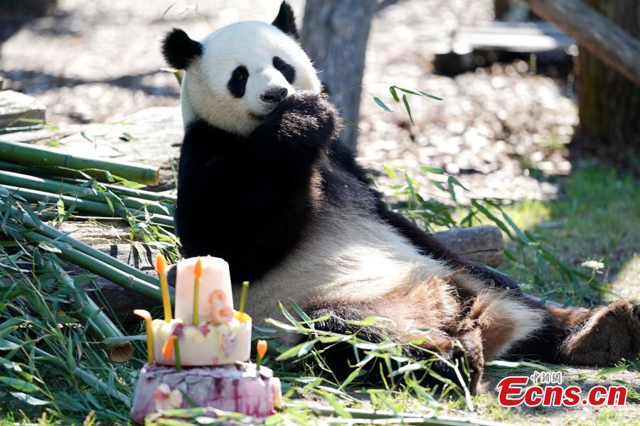 Jiaoqing, a Chinese male panda bear, enjoys a special cake made to celebrate its eighth birthday at the Berlin Zoo in Berlin, Germany, July 15, 2018. (Photo: China News Service/Peng Dawei)