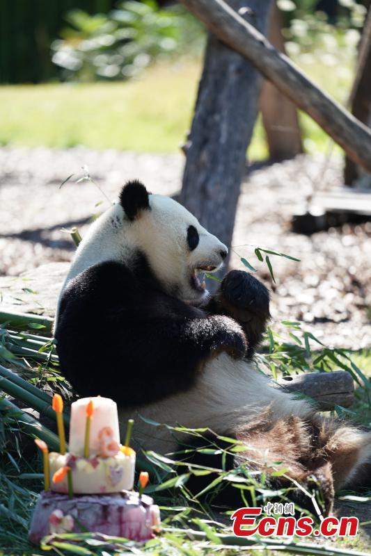 Jiaoqing, a Chinese male panda bear, enjoys a special cake made to celebrate its eighth birthday at the Berlin Zoo in Berlin, Germany, July 15, 2018. (Photo: China News Service/Peng Dawei)
