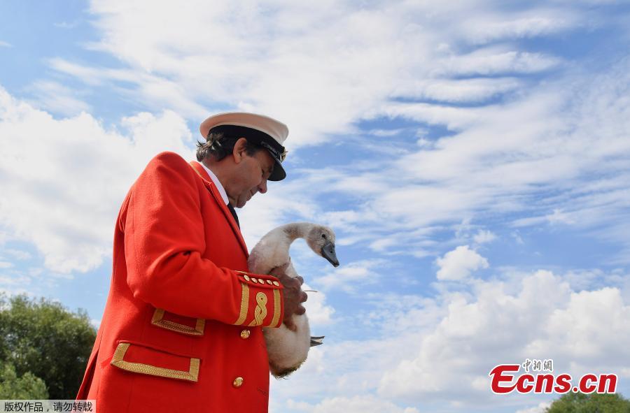 David Barber, The Queen\'s Swan Marker holds a cygnet as officials record and examine cygnets and swans during the annual census of the Queen\'s swans, known as \'Swan Upping\', along the River Thames near Chertsey, Britain, July 16, 2018. (Photo/Agencies)