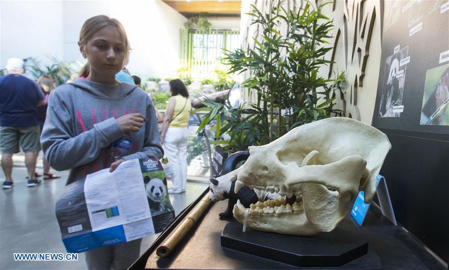 A girl visits an exhibition of giant panda at the Calgary Zoo in Calgary, Canada, on July 16, 2018. After moving to the Calgary Zoo from Toronto in March, giant panda cubs Jia Panpan, Jia Yueyue, their mother Er Shun and male adult giant panda Da Mao are expected to attract lots of visitors in the summer holiday. (Xinhua/Zou Zheng)