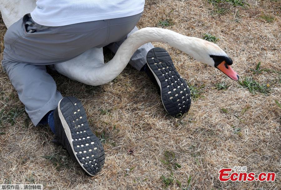 Officials record and examine cygnets and swans during the annual census of the Queen\'s swans, known as \'Swan Upping\', along the River Thames near Chertsey, Britain, July 16, 2018. (Photo/Agencies)