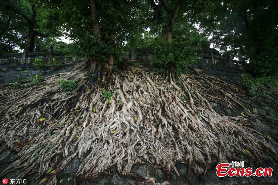 Banyan tree roots spread over remains of a city wall of the Qing Dynasty (1368-1644) near the Yongjiang River Bridge in Nanning City, South China’s Guangxi Zhuang Autonomous Region, July 16, 2018. (Photo/IC)