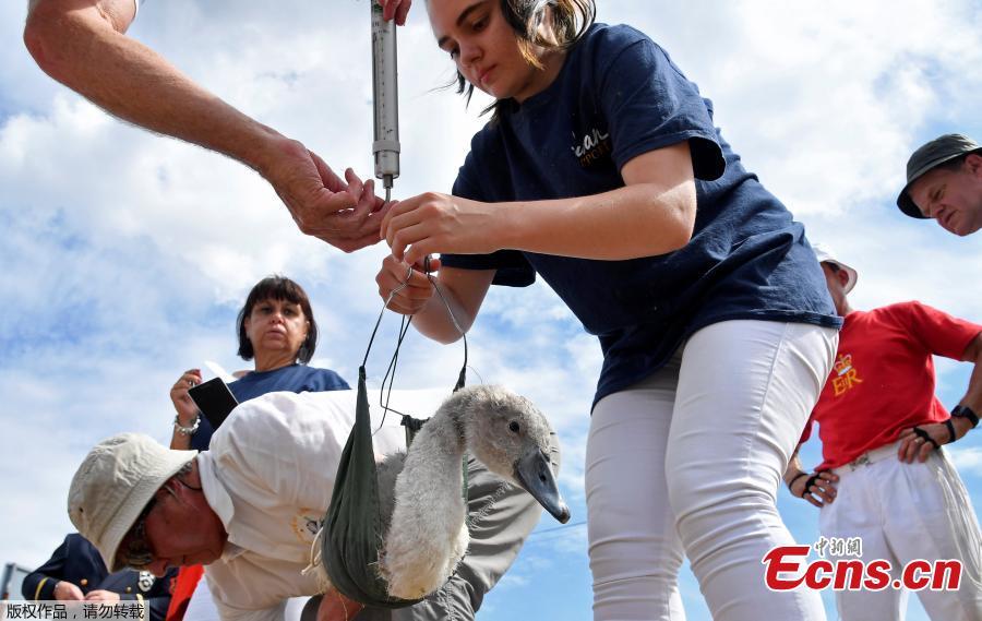 Officials record and examine cygnets and swans during the annual census of the Queen\'s swans, known as \'Swan Upping\', along the River Thames near Chertsey, Britain, July 16, 2018. (Photo/Agencies)