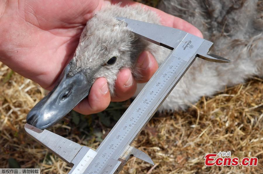 Officials record and examine cygnets and swans during the annual census of the Queen\'s swans, known as \'Swan Upping\', along the River Thames near Chertsey, Britain, July 16, 2018. (Photo/Agencies)