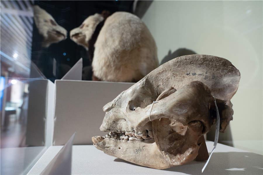 A panda skull is seen at the exhibition. (Photo/China Daily)

\