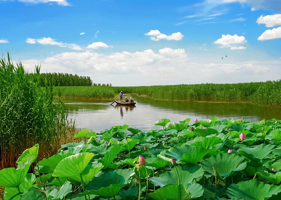 A fisherman rows his fishing boat across Baiyangdian Lake.(Photo/China Daily)
