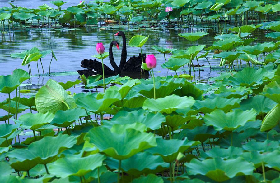 Black swans swim across Baiyangdian Lake in Xiongan New Area, surrounded by lotus flowers and leaves. (Photo/China Daily)

When July comes, a vast area of lotus flowers will be seen on Baiyangdian Lake in Xiongan New Area, North China\'s Hebei Province. The beautiful scenery always attracts lots of tourists each year to visit Baiyangdian during the season.