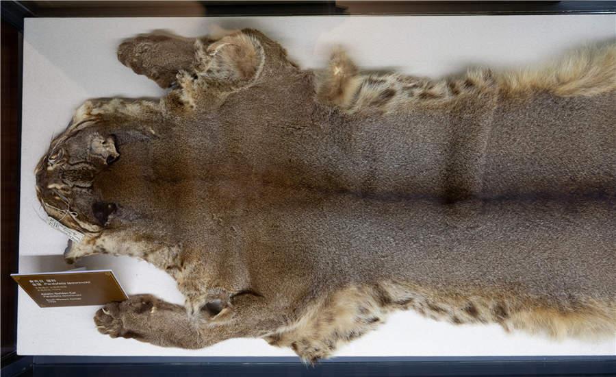 The specimen of an Asian golden cat, which was collected in Southwest China\'s Yunnan Province in 1924. (Photo/China Daily)

According to Yang Zhigang, director of the Shanghai Museum, many of the 151 objects on display belonged to the original collection of the Museum of North China Branch of the Royal Asiatic Society.

In 1952, the museum operator, the Royal Asiatic Society, was closed and the museum collection was transferred to the municipality. The artifacts were later given to the Shanghai Museum of Natural History.

The displays of the ongoing exhibition have been arranged in a vintage style to recreate the original experience of going to the Asiatic Society Museum. For example, the first specimen of a Chinese giant panda is exhibited in a box that looks just like the original exhibition space at the Asiatic Society Museum.

Visitors to the exhibition at 325 Nanjing Road West can also enjoy interactive experiences and learn more about the exhibits through a mobile application.