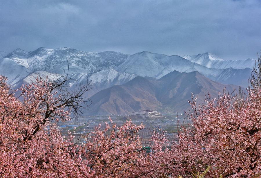 Photo taken on March 29, 2018 shows flowers blooming in Lhasa, capital of southwest China\'s Tibet Autonomous Region. (Xinhua/Yexe Dainzin)