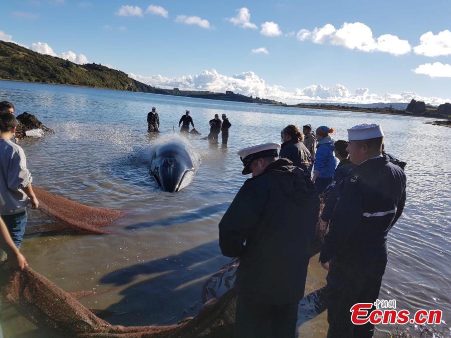 Photo taken on July 17, 2018 shows the Chilean National Fisheries and Aquaculture Service and the Chilean Navy managed to return a Sei whale weighing about two tons to the sea, after it was found beached on Chiloé Island, in the south of the country. (Photo/IC)