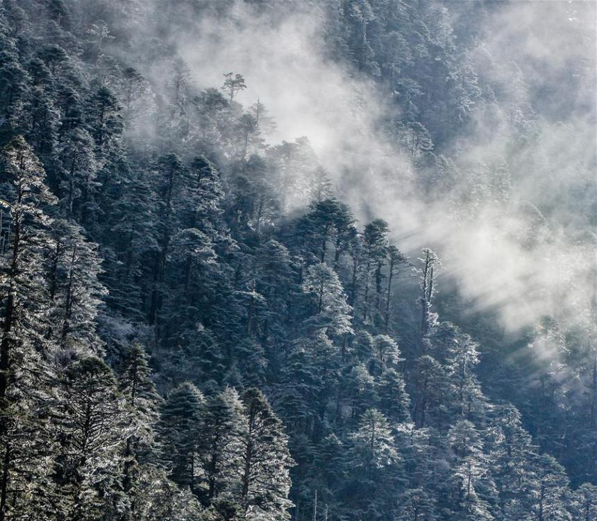 Photo taken on Oct. 31, 2017 shows a primeval forest in Lhunze County of Shannan City, southwest China\'s Tibet Autonomous Region. (Xinhua/Purbu Zhaxi)