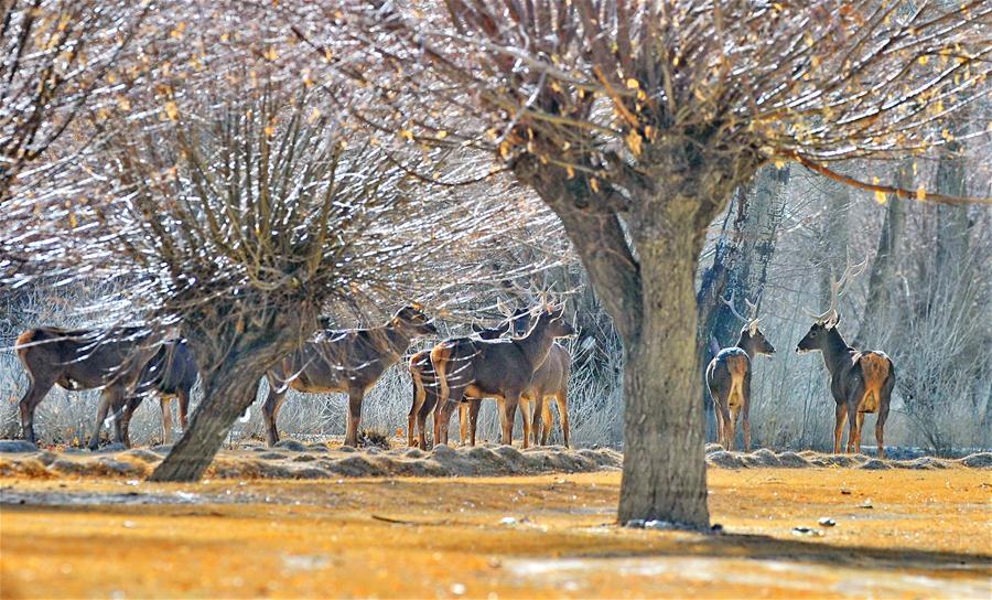 Photo taken on Jan. 6, 2018 shows red deers at an artificial forest in Shannan City, southwest China\'s Tibet Autonomous Region. (Xinhua/Zhang Rufeng)