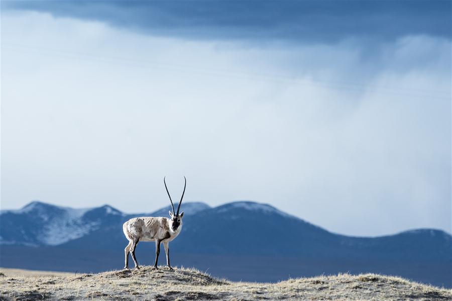 Photo taken on May 19, 2015 shows a Tibetan antelope in Hoh Xil, northwest China\'s Qinghai Province.(Xinhua/Wu Gang)