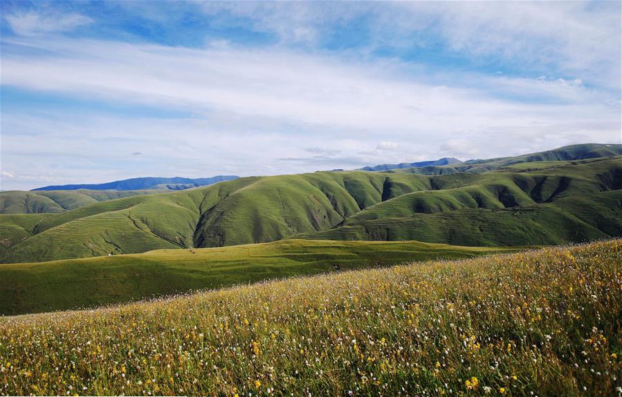 Photo taken on Aug. 5, 2017 shows flowers blooming on a grassland in Garze Tibetan Autonomous Prefecture, southwest China\'s Sichuan Province.(Xinhua/Jiang Hongjing)