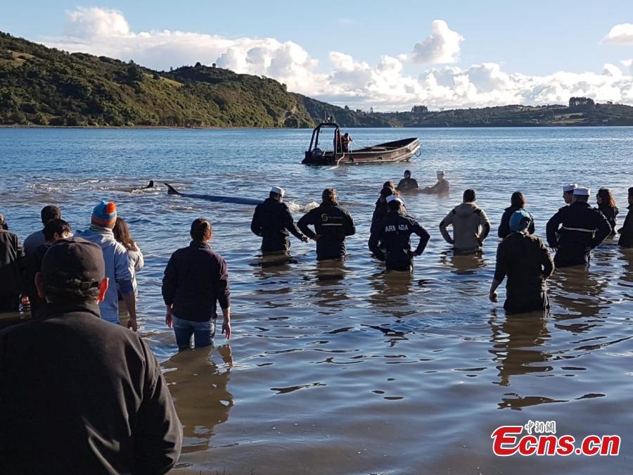 Photo taken on July 17, 2018 shows the Chilean National Fisheries and Aquaculture Service and the Chilean Navy managed to return a Sei whale weighing about two tons to the sea, after it was found beached on Chiloé Island, in the south of the country. (Photo/IC)