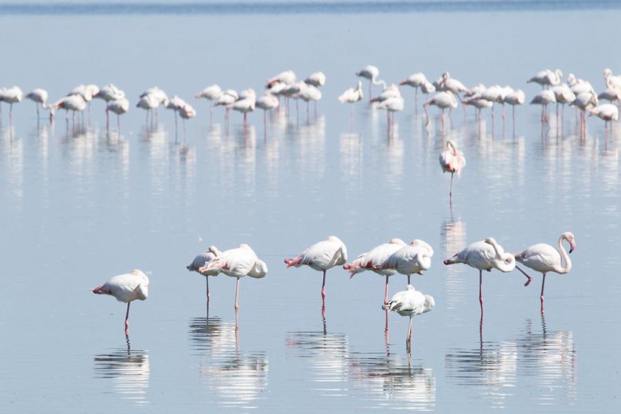 Chinese photographer Zhu Jianqiang captured flamingos eating, flying and resting in a lake near Walvis Bay in Namibia when he traveled there for a visit in June 2018. (Photos: Courtesy of Zhu Jianqiang)