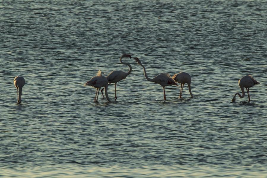Chinese photographer Zhu Jianqiang captured flamingos eating, flying and resting in a lake near Walvis Bay in Namibia when he traveled there for a visit in June 2018. (Photos: Courtesy of Zhu Jianqiang)