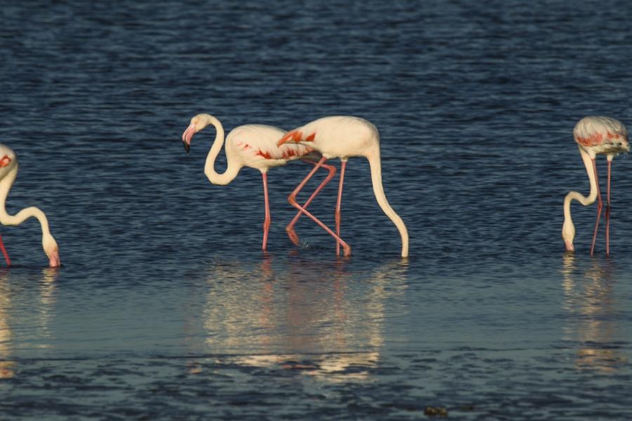 Chinese photographer Zhu Jianqiang captured flamingos eating, flying and resting in a lake near Walvis Bay in Namibia when he traveled there for a visit in June 2018. (Photos: Courtesy of Zhu Jianqiang)