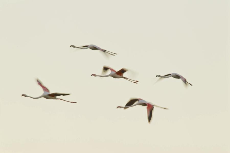 Chinese photographer Zhu Jianqiang captured flamingos eating, flying and resting in a lake near Walvis Bay in Namibia when he traveled there for a visit in June 2018. (Photos: Courtesy of Zhu Jianqiang)