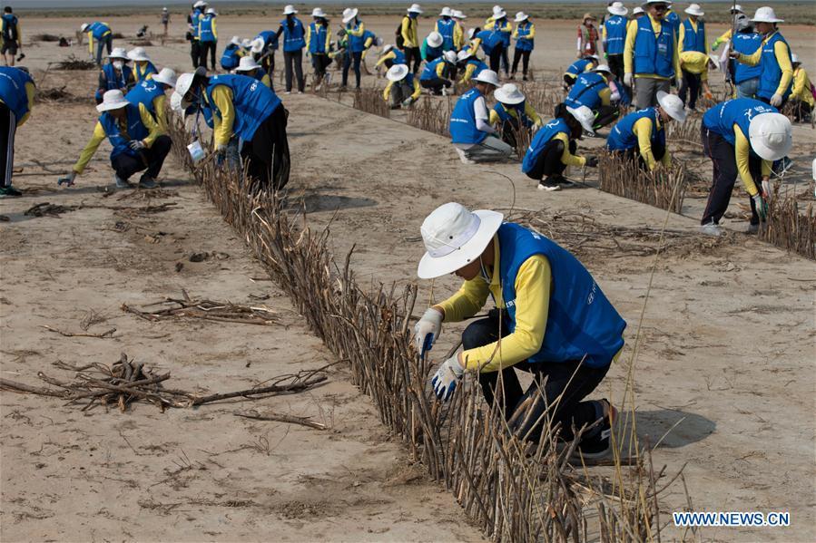 College volunteers join in a desert control activity in Xilingol, north China\'s Inner Mongolia Autonomous Region, July 19, 2018. (Xinhua/Meng Dingbo)